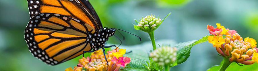 Comment attirer les papillons au jardin ?